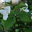 Trillium grandiflorum (trójlist wielkokwiatowy)