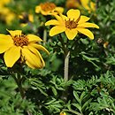 Bidens ferulifolia (uczep zapaliczkowaty)