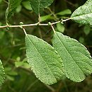 Salix aurita (wierzba uszata)