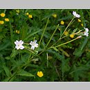 Epilobium montanum (wierzbownica górska)