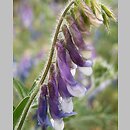 Vicia villosa (wyka kosmata)