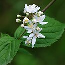 Deutzia parviflora (żylistek drobnokwiatowy)