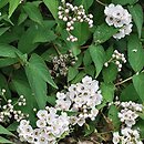 Deutzia compacta cv. Lavender Time (żylistek gęsty 