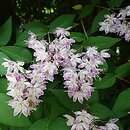 Deutzia ×hybrida (żylistek mieszańcowy)