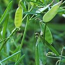 Vicia tetrasperma (wyka czteronasienna)