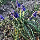 Muscari armeniacum (szafirek armeński)