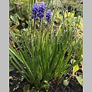 Muscari botryoides (szafirek drobnokwiatowy)