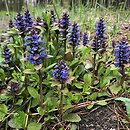 Ajuga reptans (dąbrówka rozłogowa)