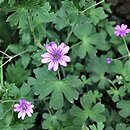 Geranium pyrenaicum (bodziszek pirenejski)