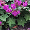 Geranium macrorrhizum (bodziszek korzeniasty)