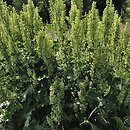 Rumex confertus (szczaw omszony)