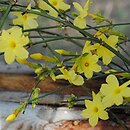 Jasminum nudiflorum (jaśmin nagokwiatowy)