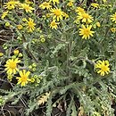 Senecio vernalis (starzec wiosenny)