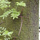 Gleditsia triacanthos (glediczja trójcierniowa)