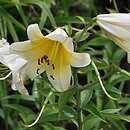 Lilium (lilia)