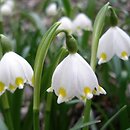 Leucojum vernum (śnieżyca wiosenna)