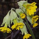 Primula (pierwiosnek)