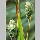 Phalaris canariensis (mozga kanaryjska)