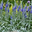 Veronica spicata ssp. incana (przetacznik kłosowy siwy)