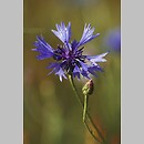 Centaurea cyanus (chaber bławatek)