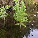 Thelypteris palustris (zachylnik błotny)