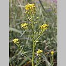 Neslia paniculata (ożędka groniasta)