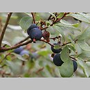 Vaccinium uliginosum (borówka bagienna)