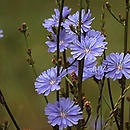 Cichorium intybus ssp. intybus (cykoria podróżnik typowa)