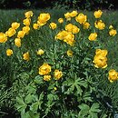 Trollius europaeus (pełnik europejski)