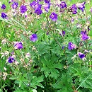 Geranium sylvaticum (bodziszek leśny)