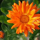 Calendula officinalis (nagietek lekarski)