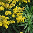 Solidago Nana