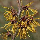 Hamamelis (oczar)