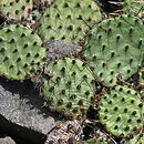 Opuntia phaeacantha (opuncja ciemnociernista)