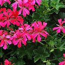 Pelargonium peltatum hort. (pelargonia bluszczolistna)