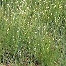 Rhynchospora alba (przygiełka biała)