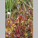 Drosera (rosiczka)