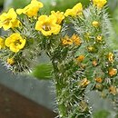 Amsinckia micrantha