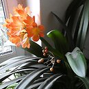 Clivia miniata