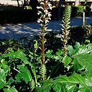 Acanthus mollis