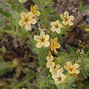 Alkanna primuliflora (alkanna pierwiosnkowata)