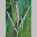 Andropogon gerardii (palczatka Gerarda)