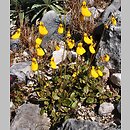 Calceolaria biflora (pantofelnik dwukwiatowy)