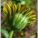 Calendula arvensis (nagietek polny)