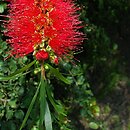 Melaleuca linearis