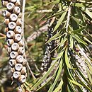 Melaleuca lophantha