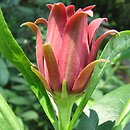 Calycanthus occidentalis (kielichowiec zachodni)