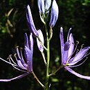 Camassia (kamasja)