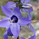 Campanula versicolor