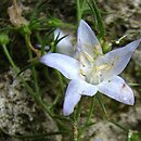 Campanula versicolor var. tomentella